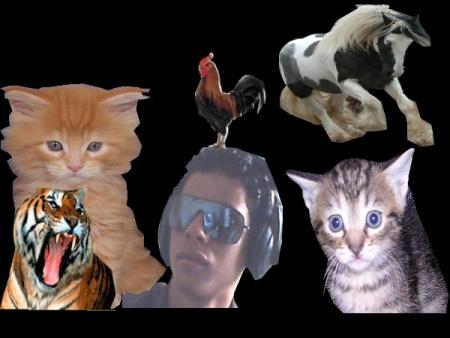 j ador les animaux